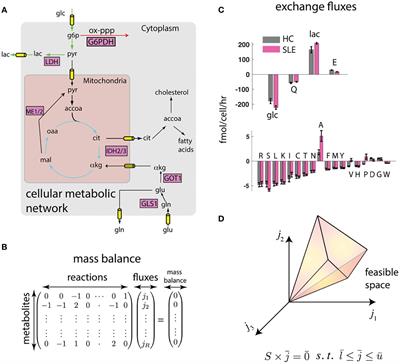 A global view of T cell metabolism in systemic lupus erythematosus